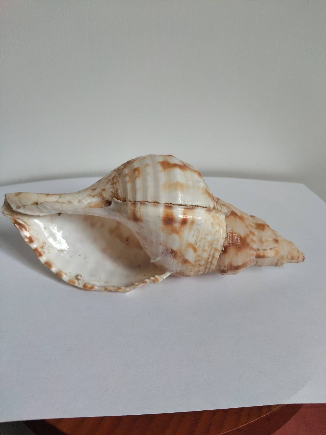 Rose des sables et coquillages marins