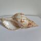 Rose des sables et coquillages marins