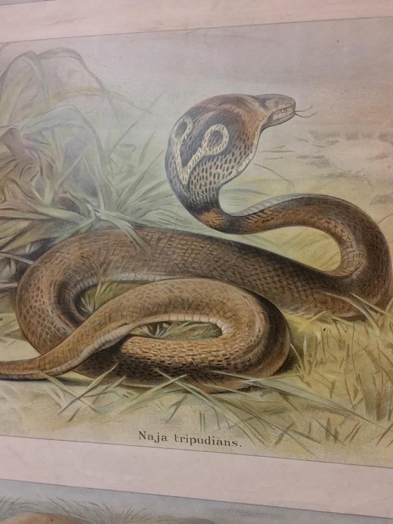 Affiche scolaire d'histoire naturelle