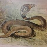 School poster of natural history