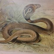 Affiche scolaire d'histoire naturelle