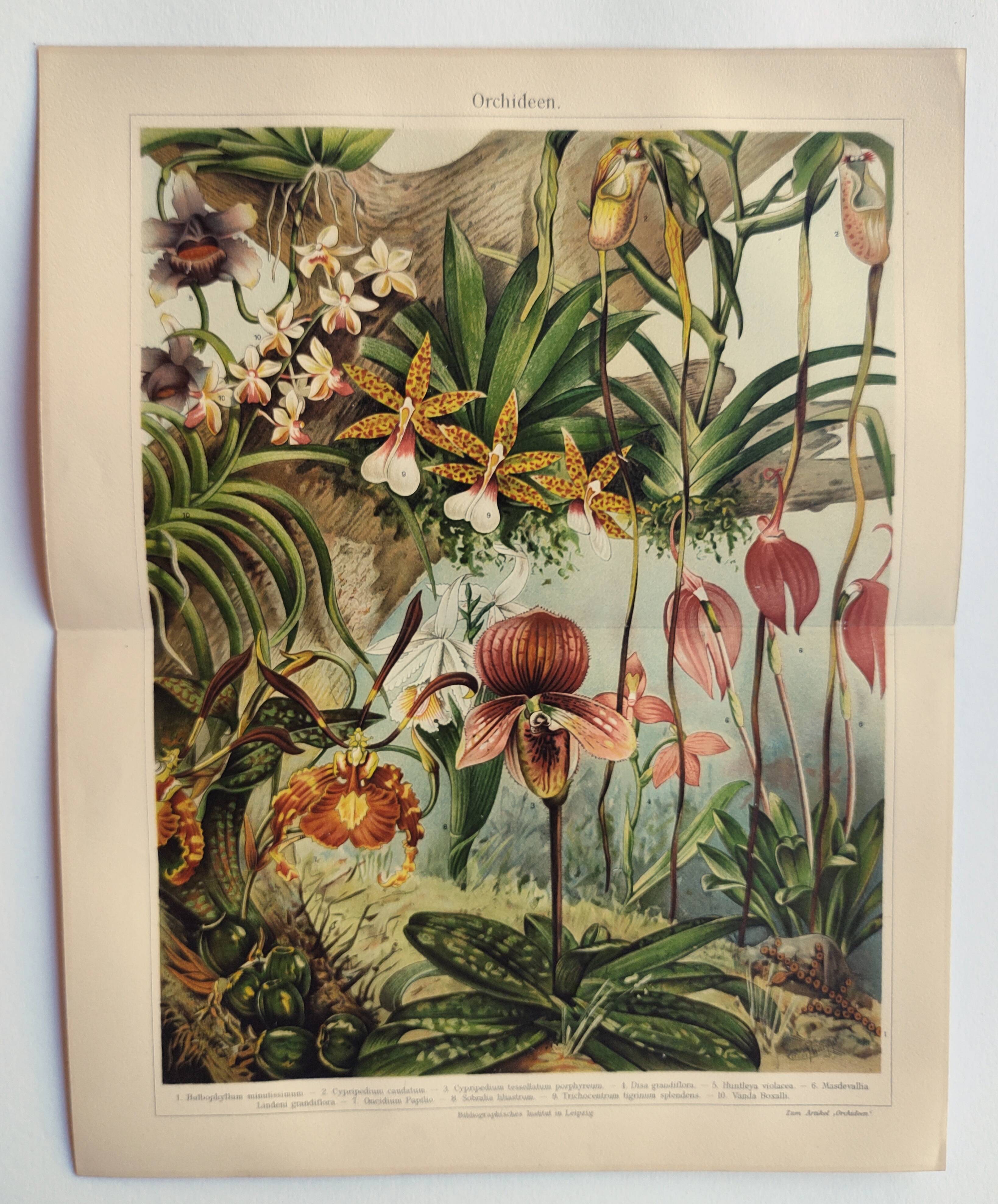 Gravure botanique de 1909 - Orchidée - Planche allemande ancienne