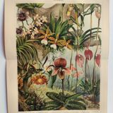 Botanical engraving from 1909 - Orchid - Old German antique print