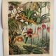 Gravure botanique de 1909 - Orchidée - Planche allemande ancienne