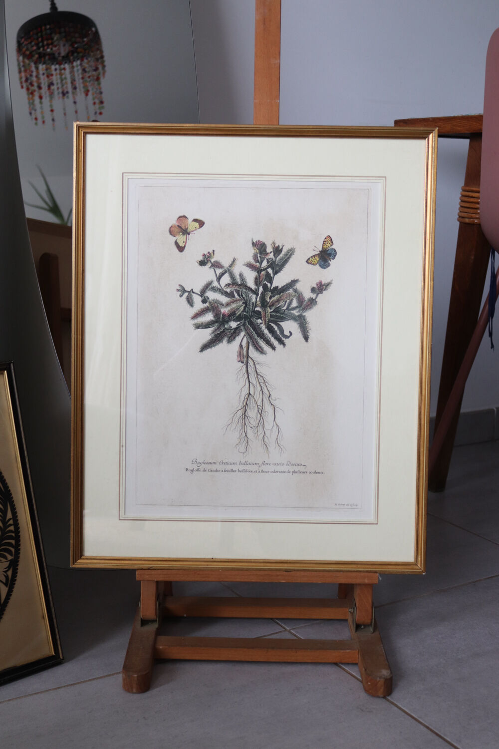 Framed botanical print of butterflies – Buglossum Creticum