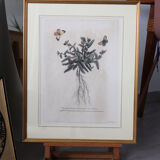 Framed botanical print of butterflies – Buglossum Creticum