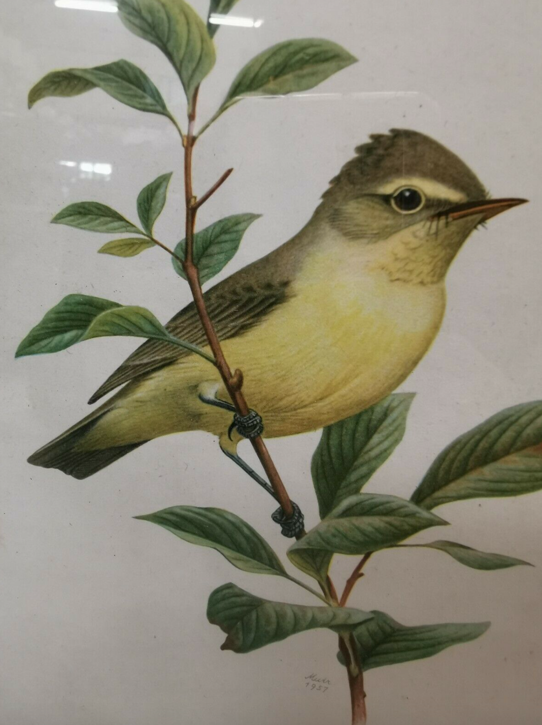 Lithograph hippolais icterina vintage bird (19x27cm)