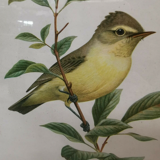 Lithograph hippolais icterina vintage bird (19x27cm)