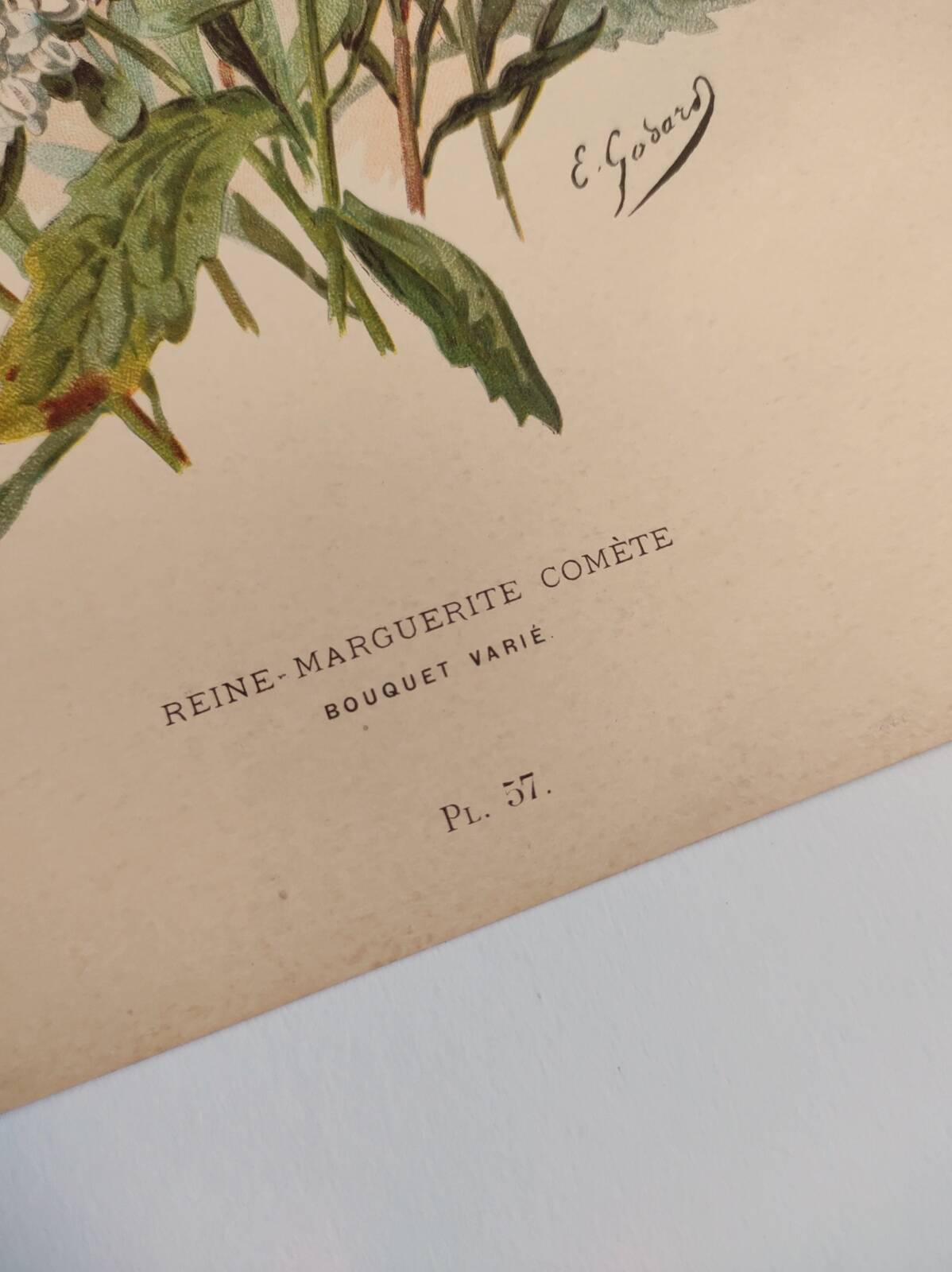Botanical engraving from 1897 - Reine-Marguerite Comète - old original flower plate by E.Godart