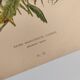 Botanical engraving from 1897 - Reine-Marguerite Comète - old original flower plate by E.Godart