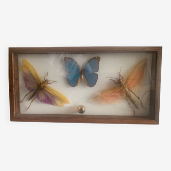 Box of exotic giant butterflies