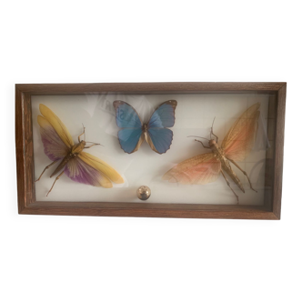 Box of exotic giant butterflies