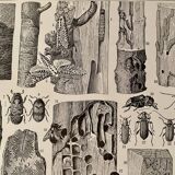 Lithograph on trees from 1928 (poplar)