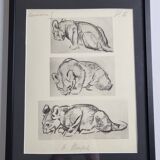 Illustrated plate, Studies of a lion cub sketch, Signed André Margat, 1930