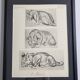 Illustrated plate, Studies of a lion cub sketch, Signed André Margat, 1930
