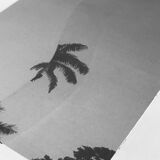 Palm - Collage