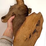 Decoration wall vintage taxidermy