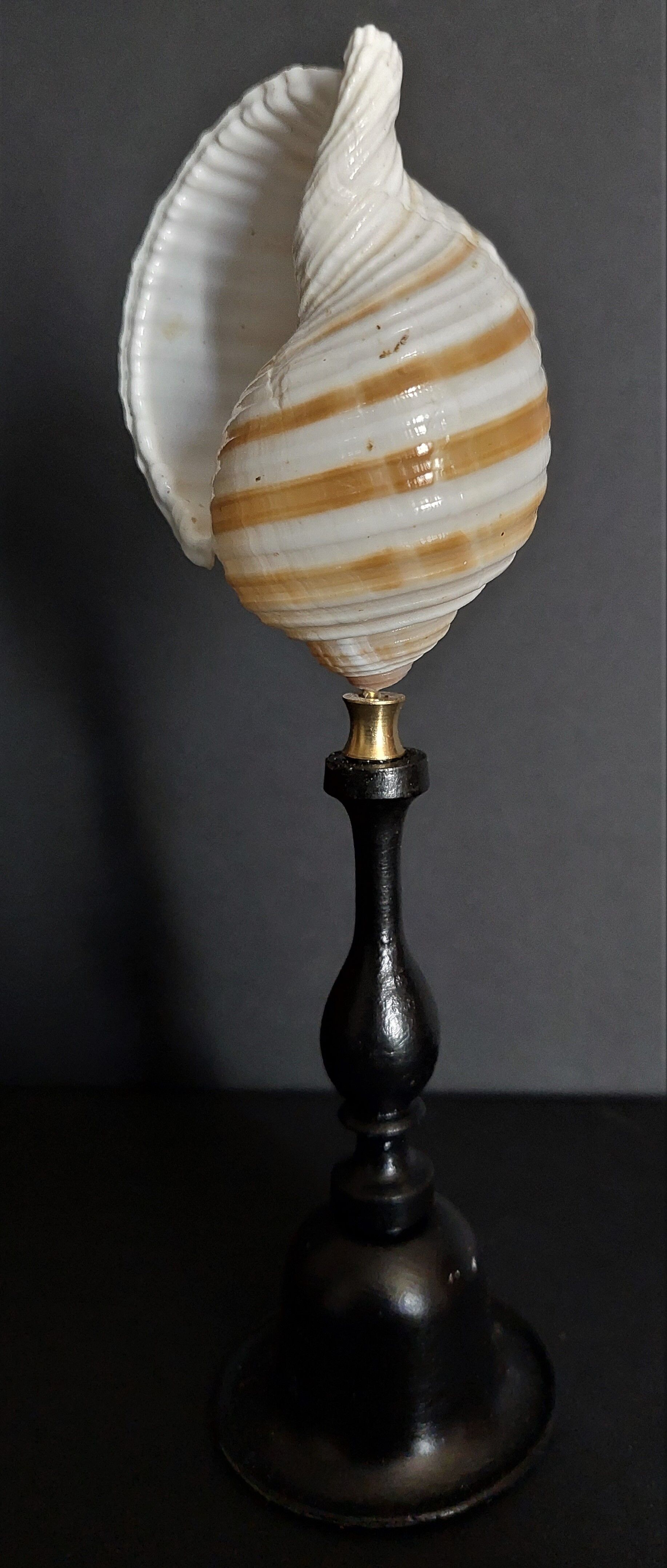 Cabinet of Curiosities shell tonna sulcosa on pedestal