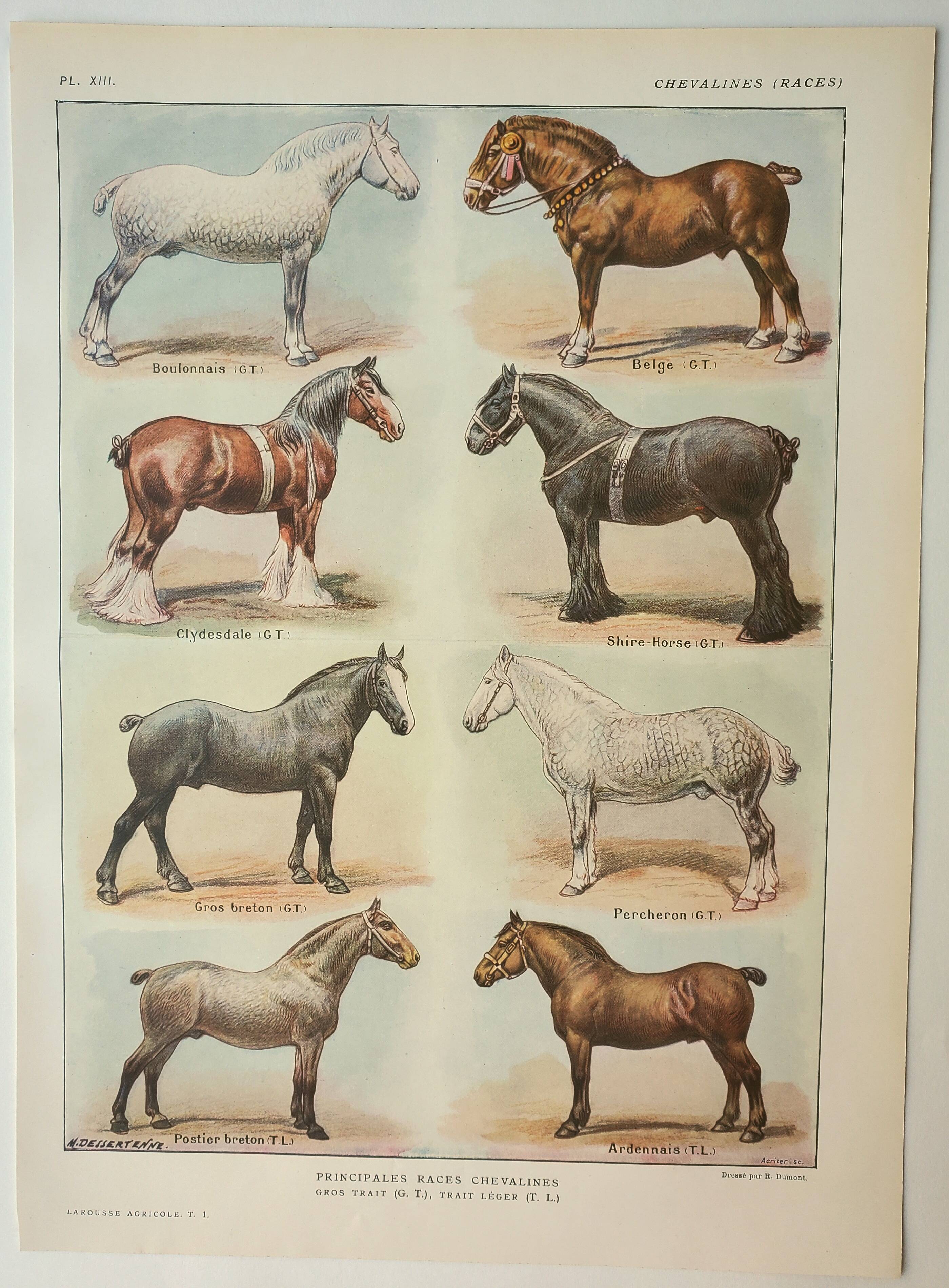 Old engraving 1922, Horse breeds 2, horses, riding • Lithograph, Original plate