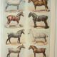 Old engraving 1922, Horse breeds 2, horses, riding • Lithograph, Original plate