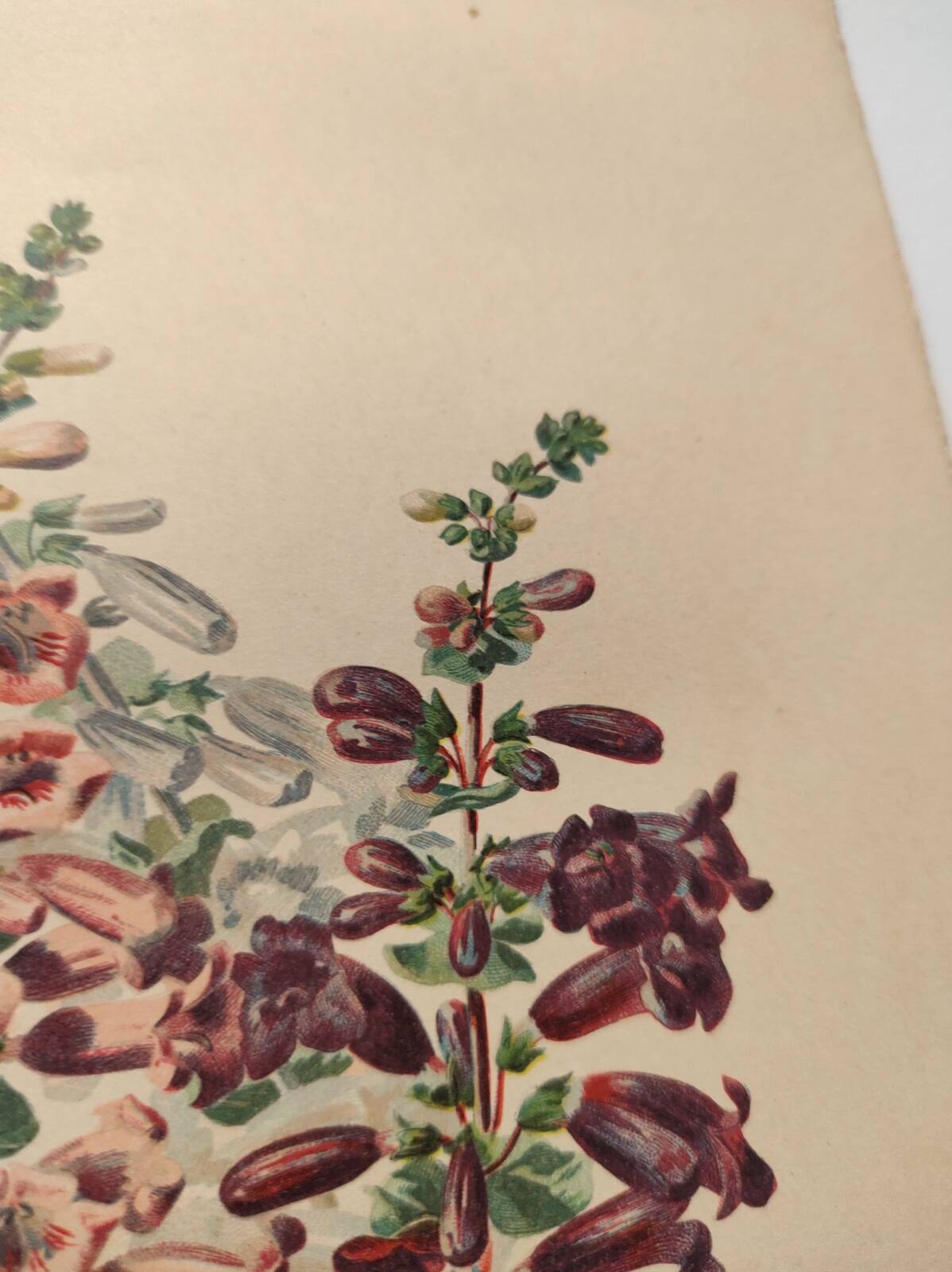 Gravure Fleur de 1897 - Pentstemon Murrayanus Var. - Planche botanique ancienne E.Godard