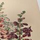 Gravure Fleur de 1897 - Pentstemon Murrayanus Var. - Planche botanique ancienne E.Godard
