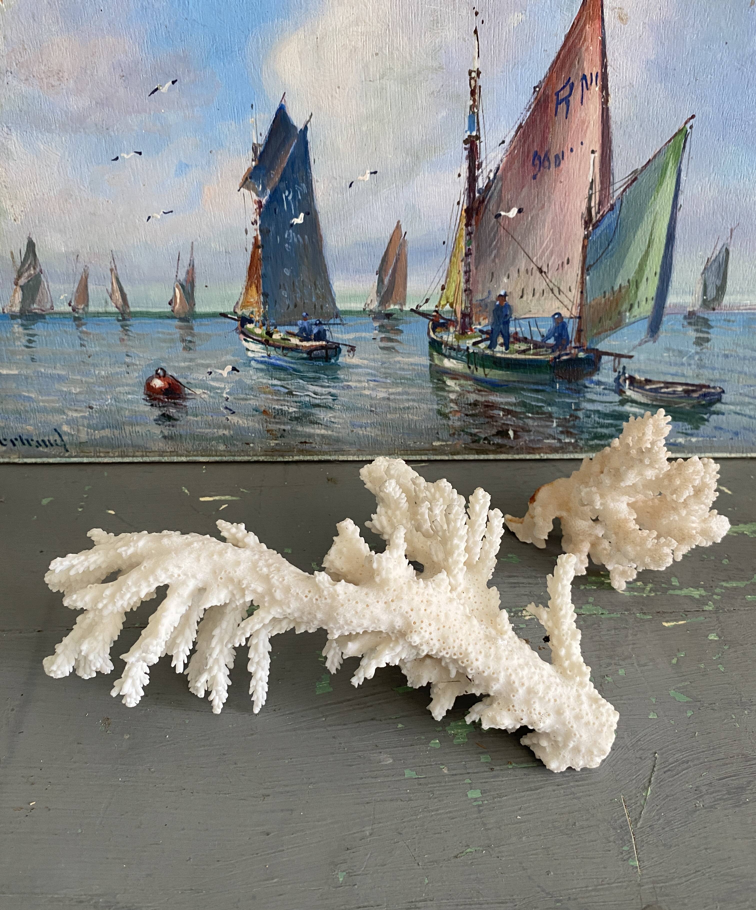 Coral 20 cm cabinet of curiosities