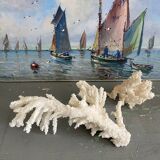Coral 20 cm cabinet of curiosities