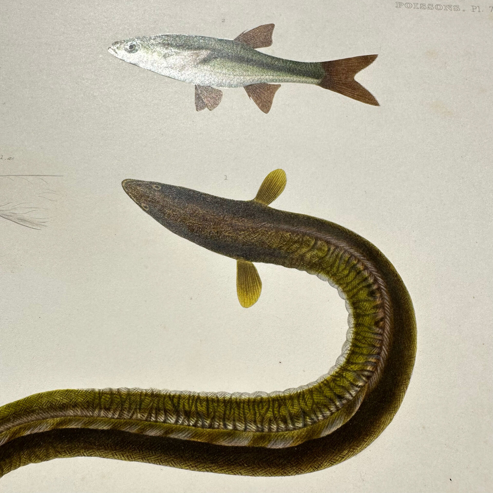 Original Engraving 1840 Coloured Hand-drawn Naturalist Exploration