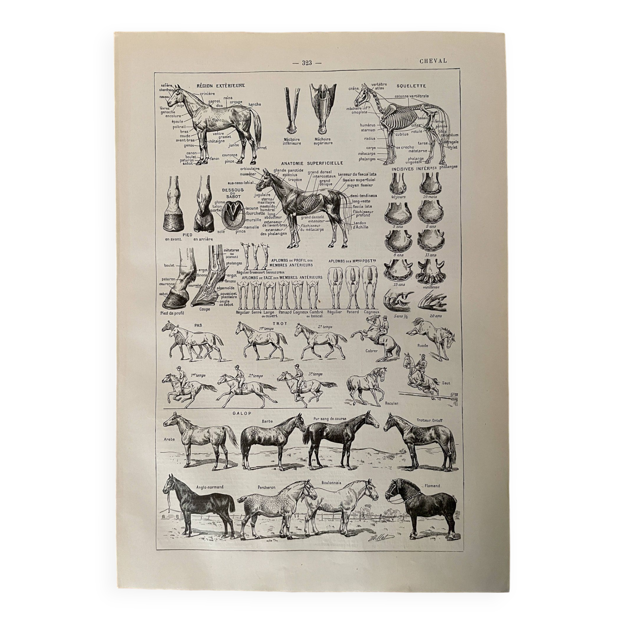 Lithograph on the horse - 1900