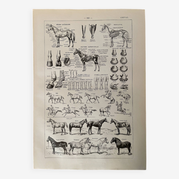 Lithographie sur le cheval - 1900