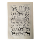 Lithograph on the horse - 1900