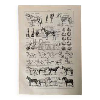 Lithographie sur le cheval - 1900