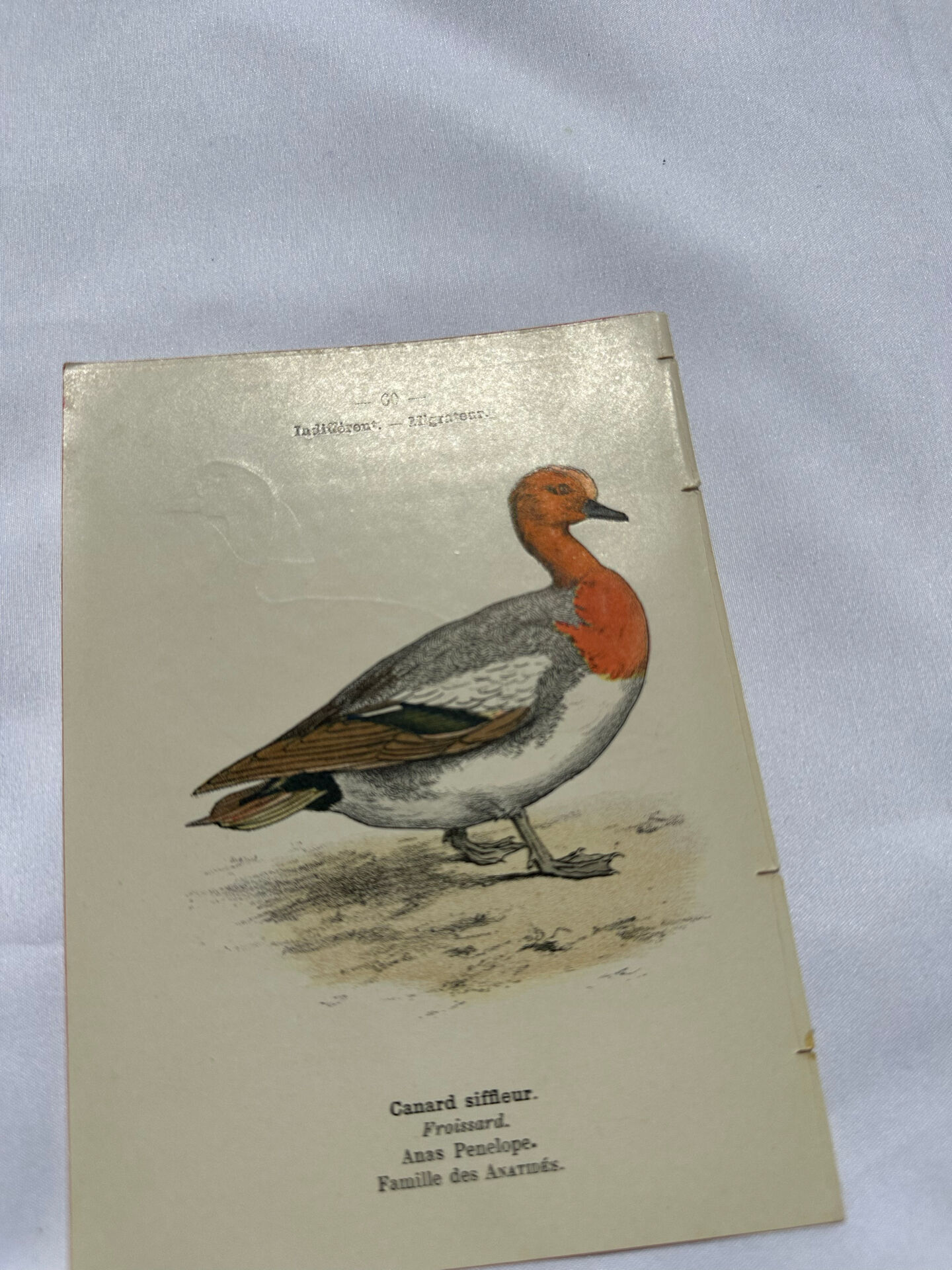 Botanical Plate Engraving of Birds, Naturalist, 19th Century, Double-sided A