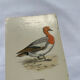 Botanical Plate Engraving of Birds, Naturalist, 19th Century, Double-sided A