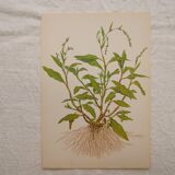 Set of 4 Geigy botanical boards