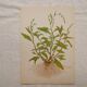 Lot de 4 planches botaniques Geigy