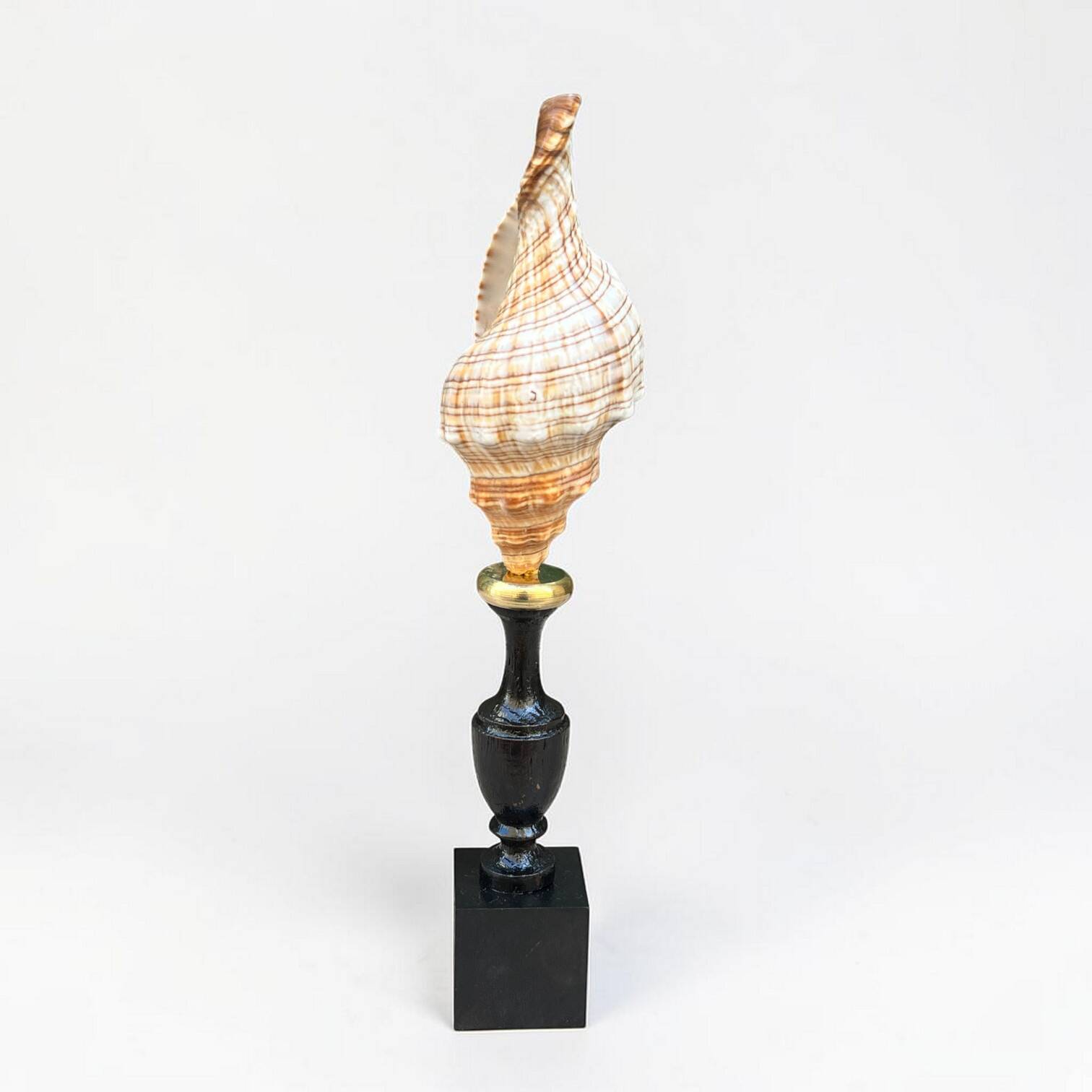 Sea snail shell Fasciolaria Trapezium on a turned wooden base