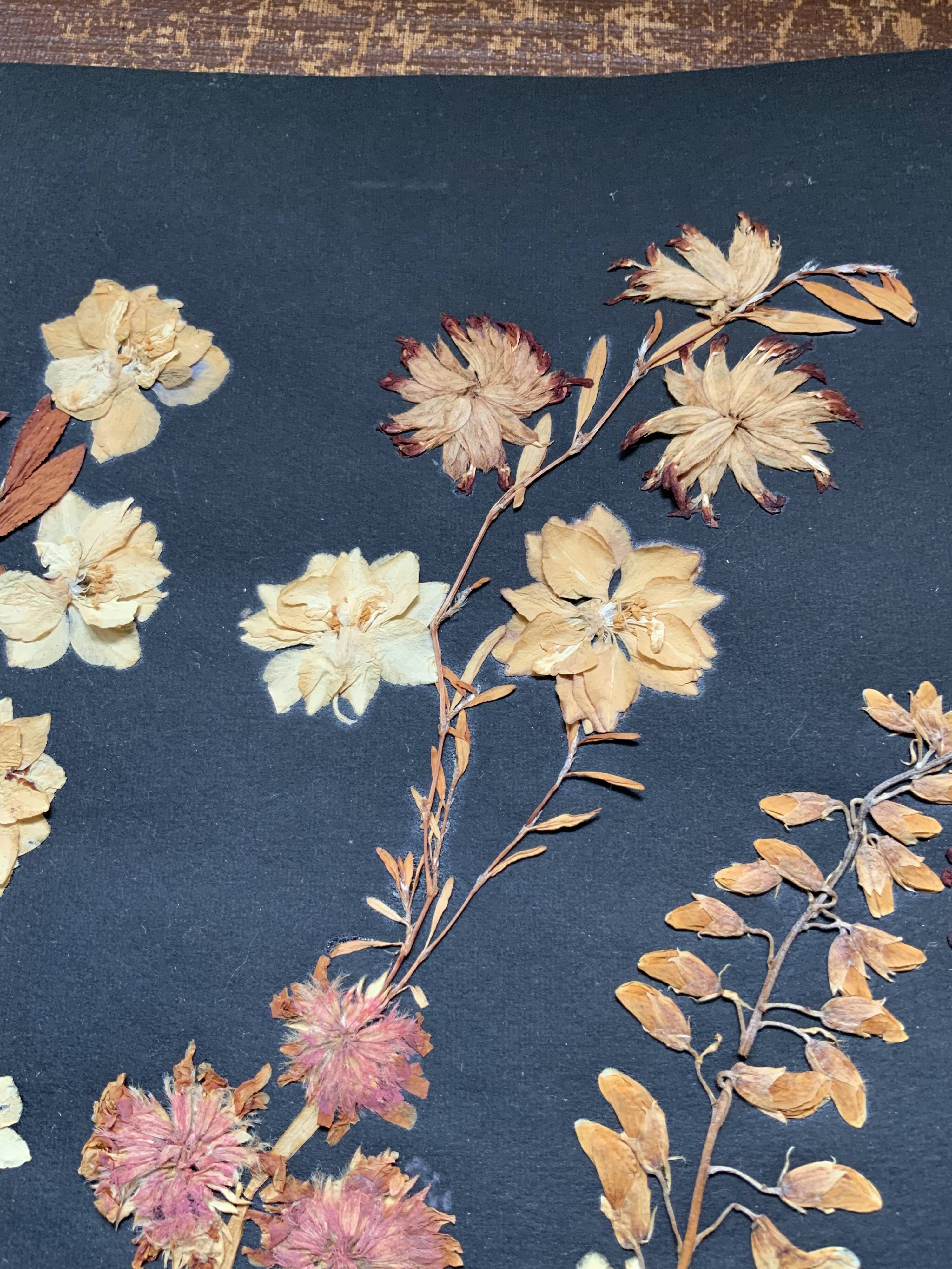 Herbarium ancient natural composition in flower and grass under glass