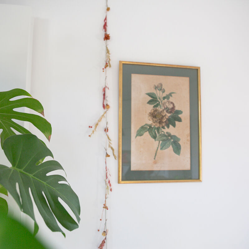 Poster plank botanical engraving rose of provins by Gerard Van spaedonck