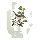 Bird vintage board 1960s - Warbler - Zoology and ornithology illustration