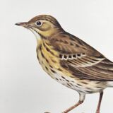 Old bird plate from the 1960s - Tree Pipit - Zoological and ornithological illustration