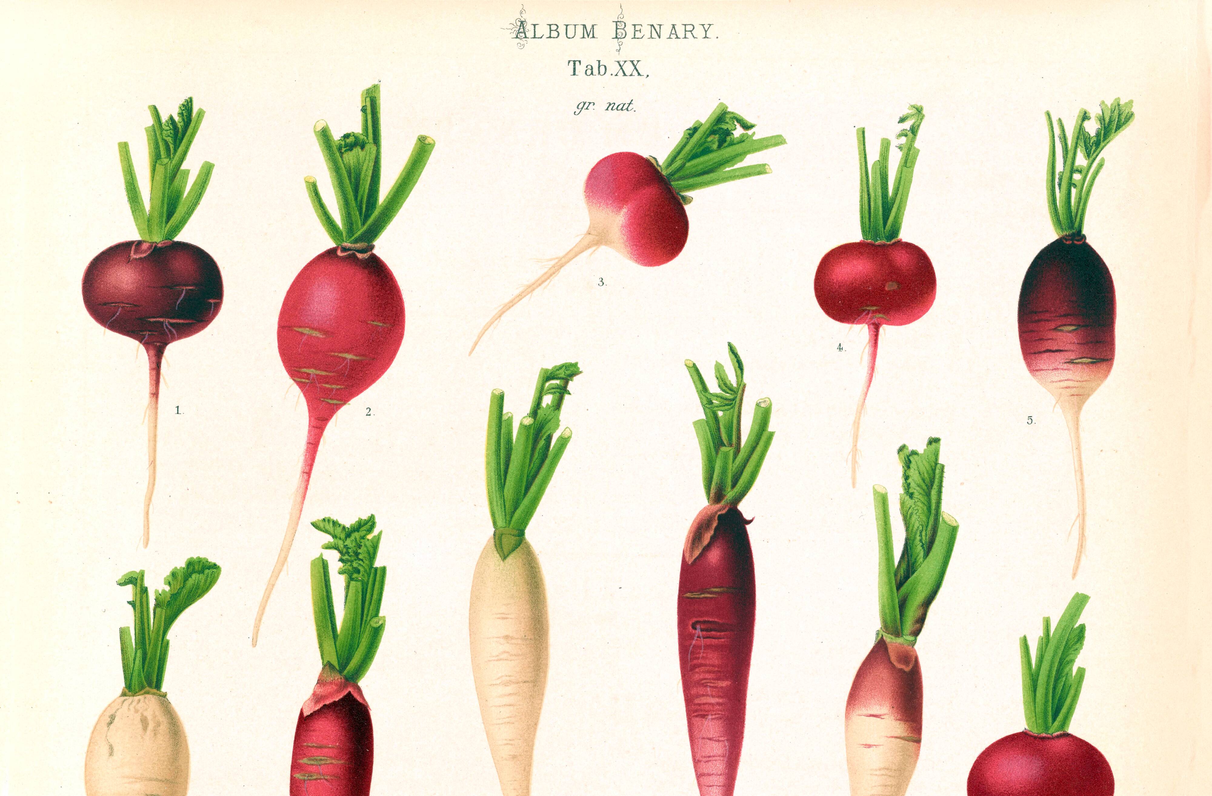 Poster on radishes, based on an old engraving from 1886.