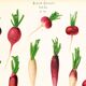 Poster on radishes, based on an old engraving from 1886.