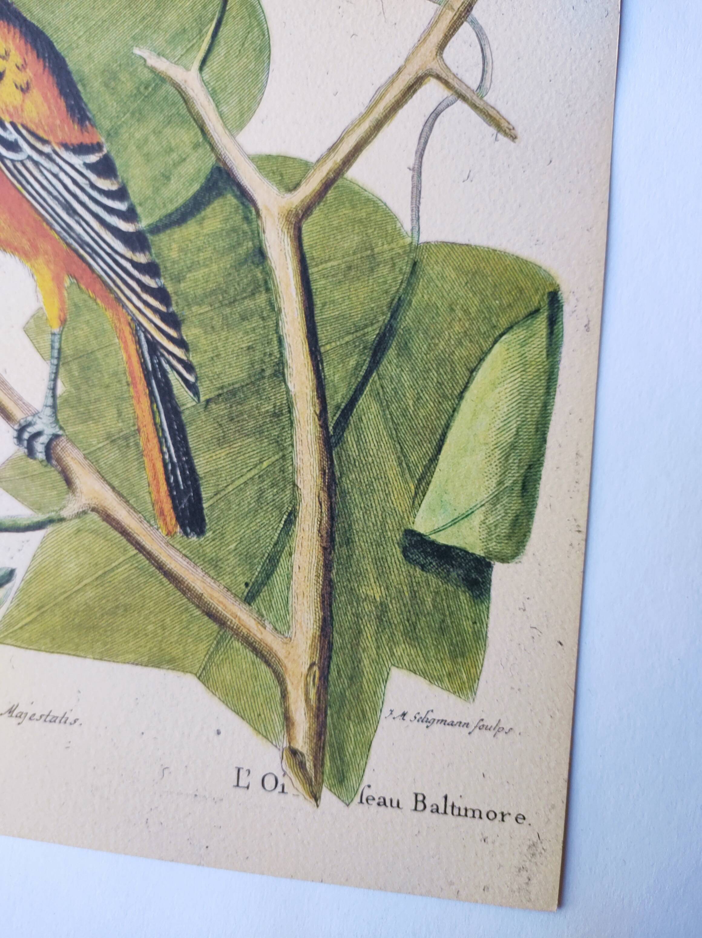 Antique bird engraving - Baltimore bird - Zoological plate by Seligmann & Catesby