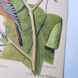 Gravure ancienne oiseau -Oiseau Baltimore- Planche zoologique de Seligmann & Catesby
