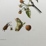 Vintage Insect Print, Old Illustration from the 60s