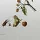 Impression vintage Insecte,  Illustration ancienne année 60