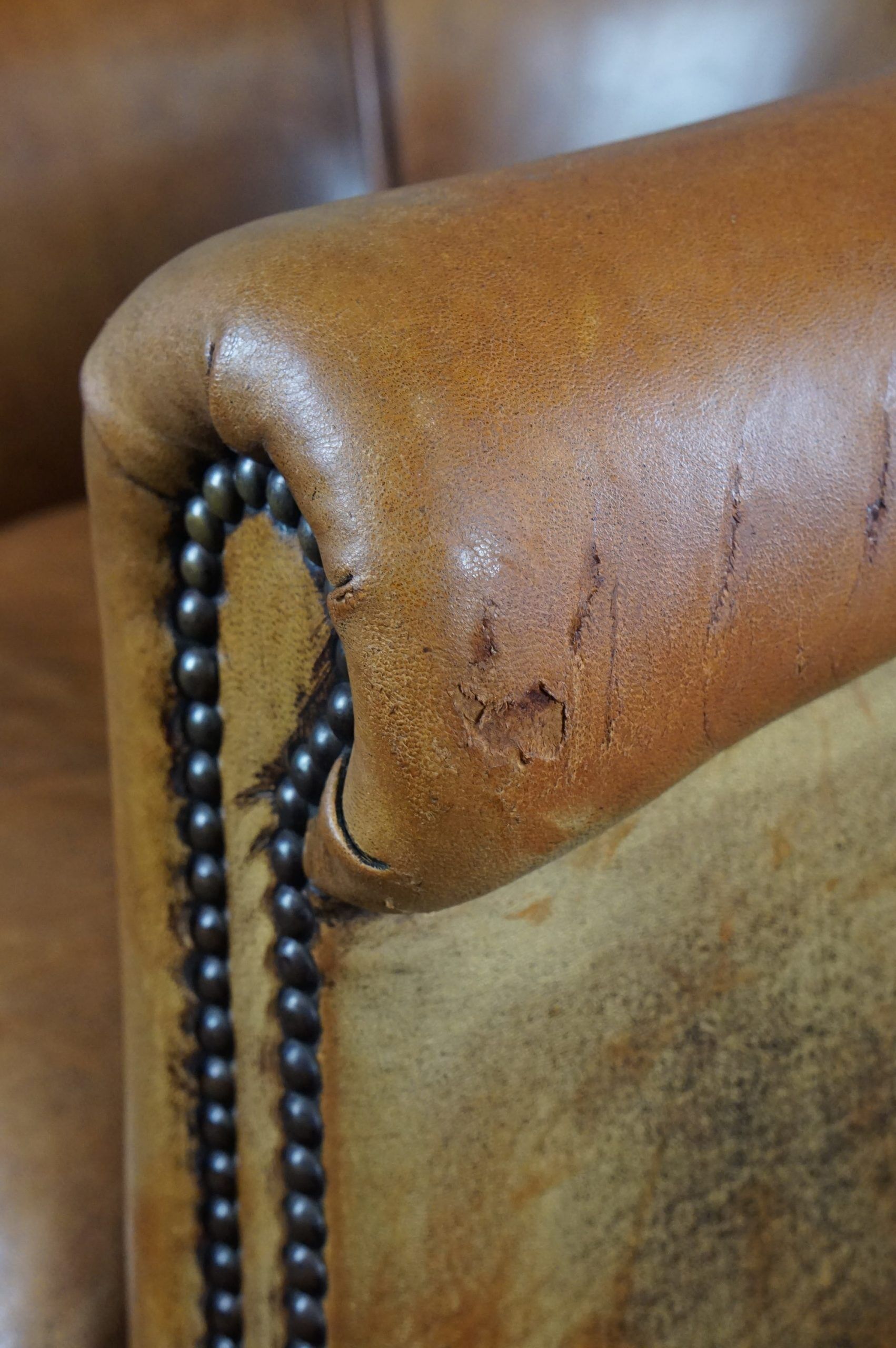 Club armchair in cognac-colored sheepskin