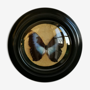 Papillon morpho cisseis dans un cadre Napoléon lll